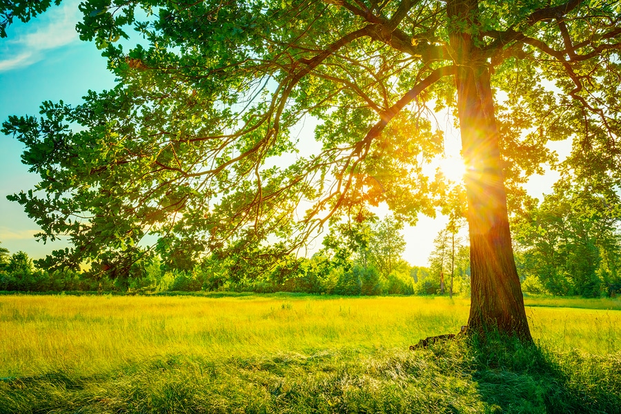 Large tree with spreading branches in sunny meadow with green grass and forest background