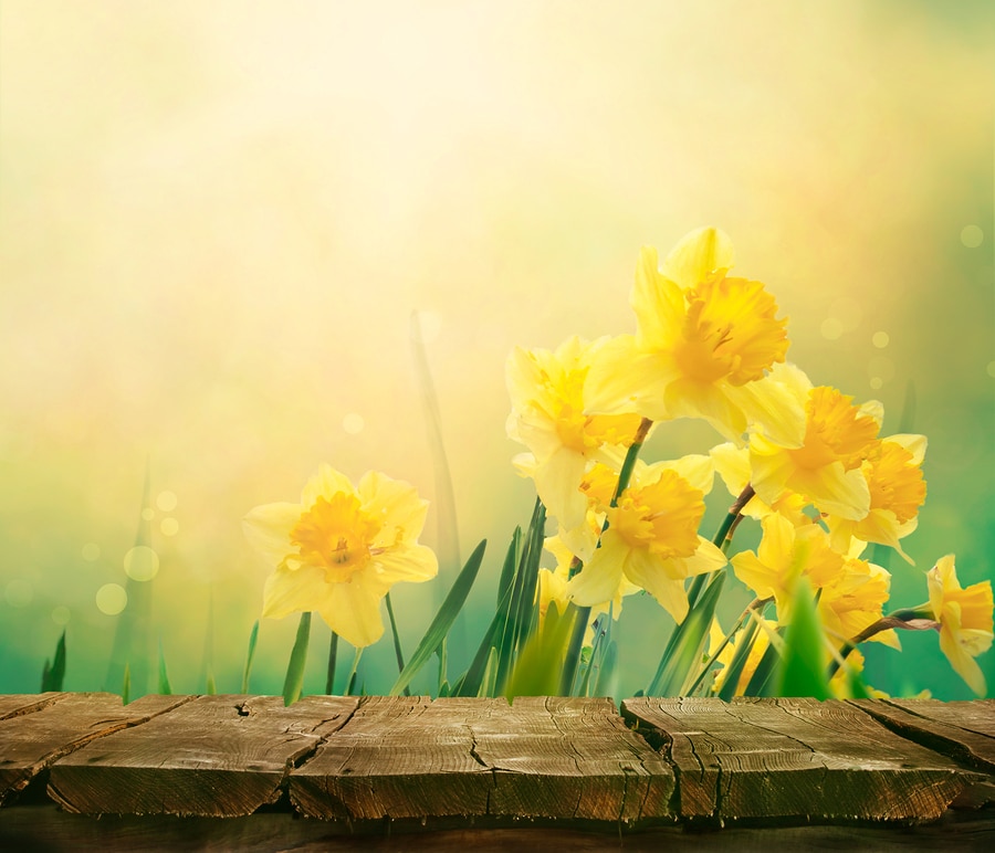 Bright yellow daffodils blooming behind a rustic wooden table in soft springtime sunlight.